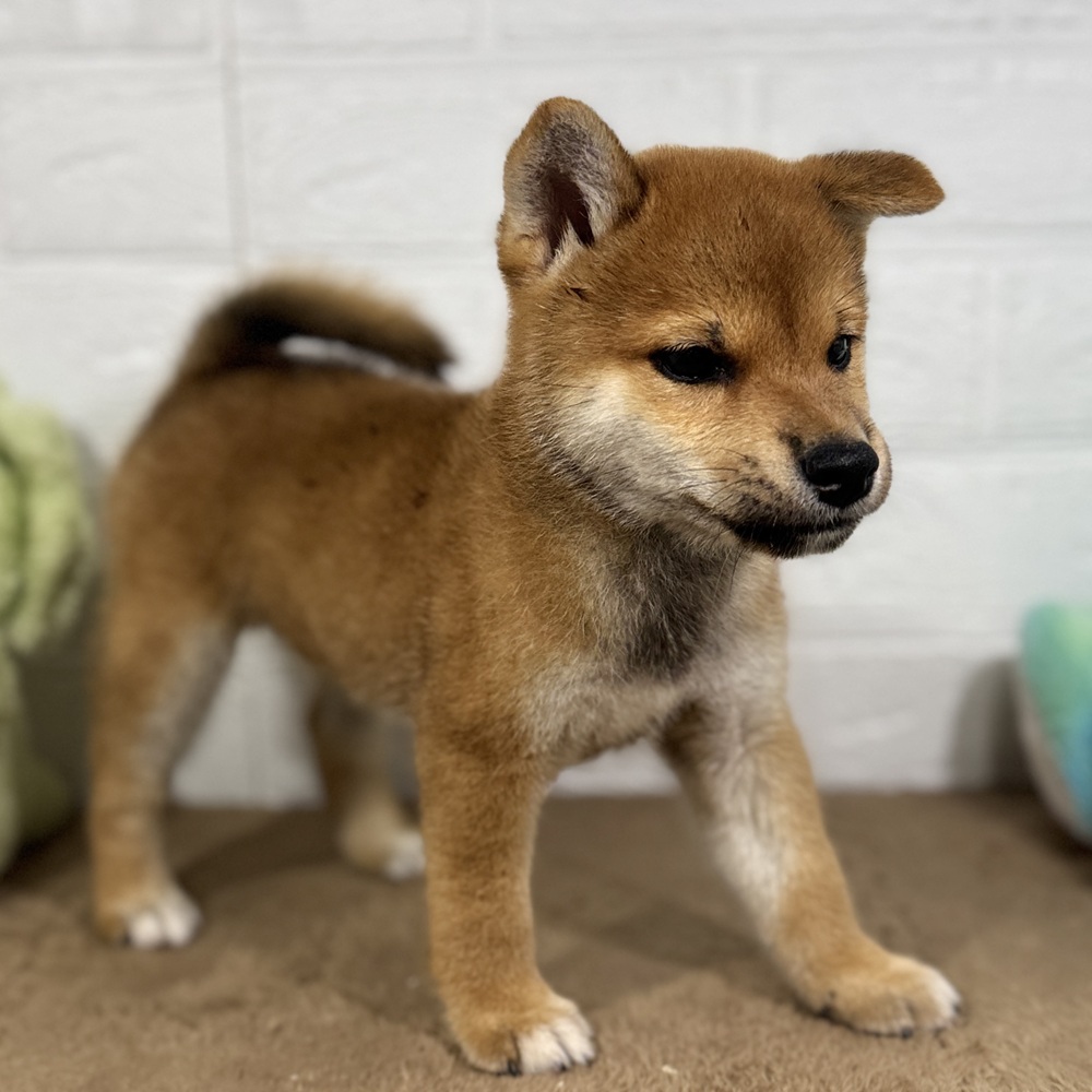 兵庫県の柴犬(標準サイズ) (犬の家＆猫の里ニッケパークタウン加古川店/2025年7月24日生まれ/男の子/赤)の子犬の4枚目の画像