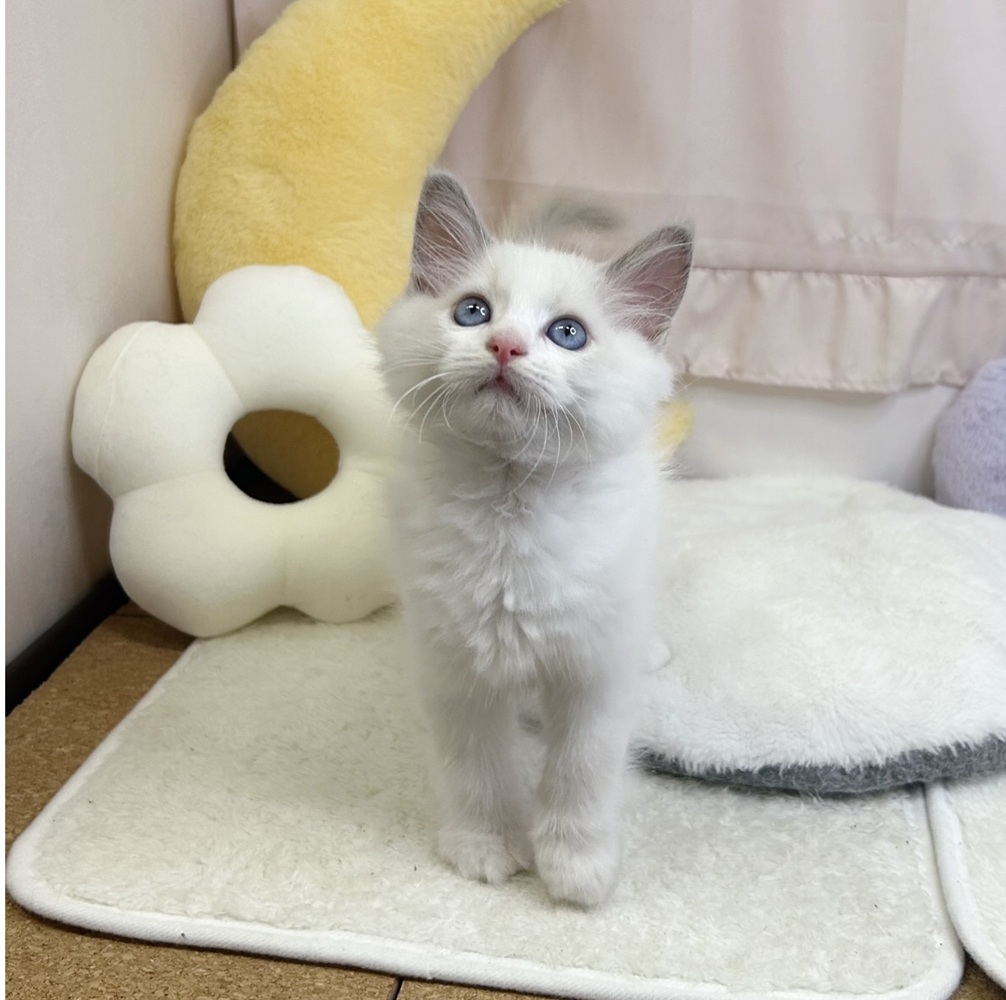 静岡県のラグドール (犬の家＆猫の里マークイズ静岡店/2026年7月25日生まれ/男の子/ブルーポイントバイカラー)の子猫の4枚目の画像