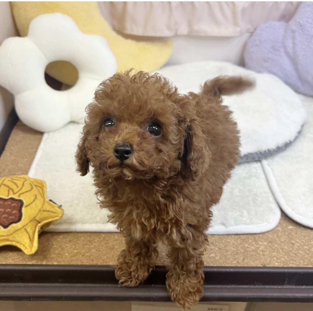 静岡県のトイプードル(トイ) (犬の家＆猫の里マークイズ静岡店/2026年7月23日生まれ/男の子/レッド)の子犬の4枚目の画像