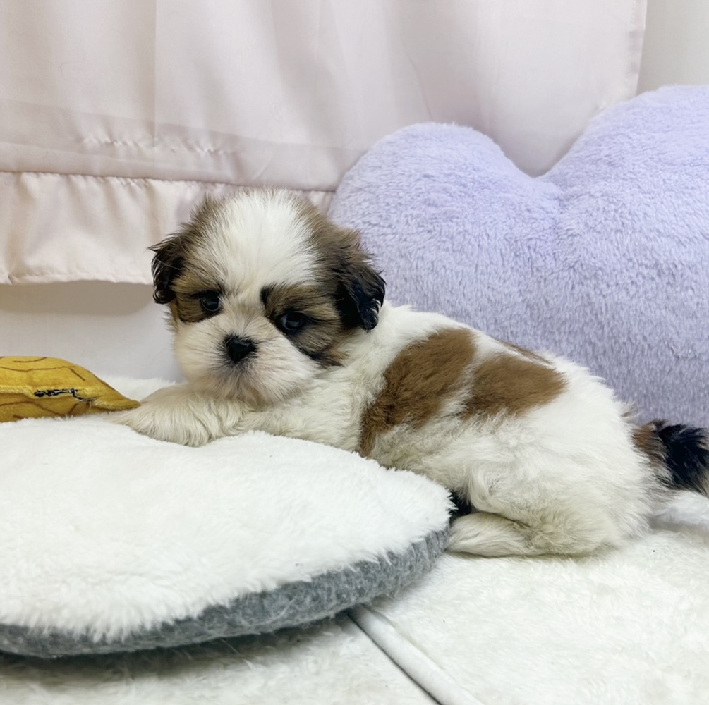 静岡県のシーズー (犬の家＆猫の里マークイズ静岡店/2026年7月28日生まれ/女の子/ホワイトゴールド)の子犬の4枚目の画像