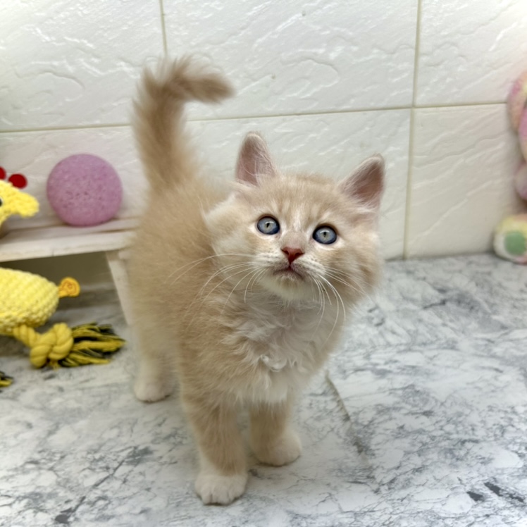 兵庫県のラガマフィン (犬の家＆猫の里ゆめタウン姫路店/2025年5月25日生まれ/男の子/クリームマッカレルタビーホワイト)の子猫の4枚目の画像