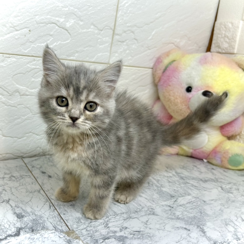 兵庫県のスコティッシュストレート (犬の家＆猫の里ゆめタウン姫路店/2025年5月24日生まれ/女の子/ブルーパッチドタビーホワイト)の子猫の4枚目の画像