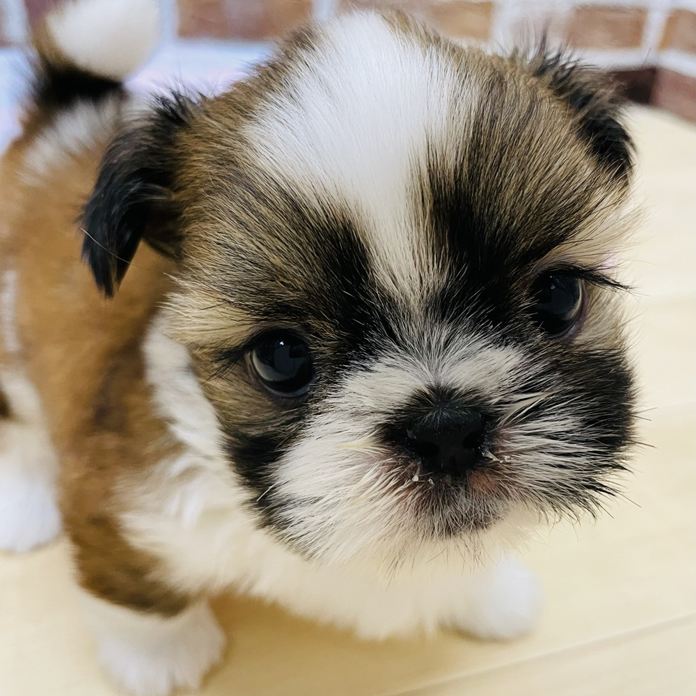 愛知県のシーズー (犬の家＆猫の里七宝店/2025年10月3日生まれ/男の子/ゴールドホワイト)の子犬の1枚目の画像