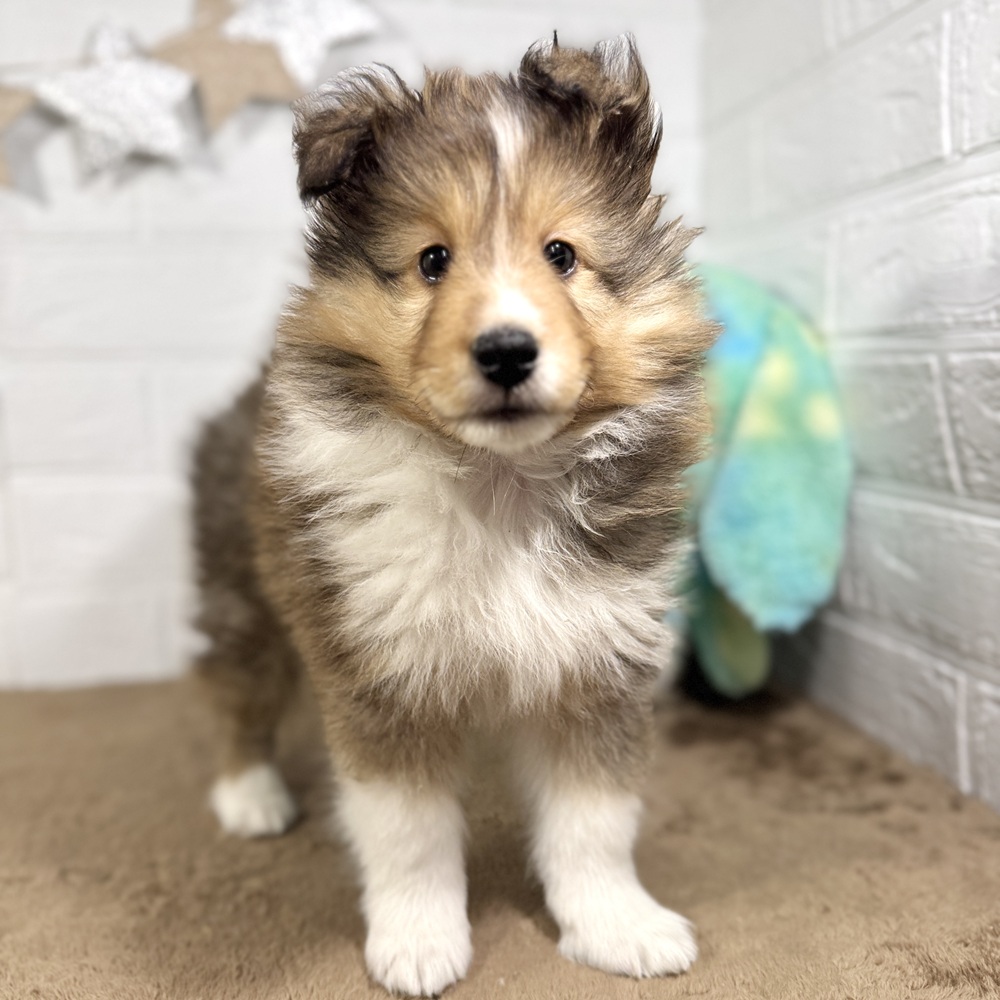 兵庫県のシェットランドシープドッグ (犬の家＆猫の里ニッケパークタウン加古川店/2025年7月24日生まれ/男の子/セーブルホワイト)の子犬