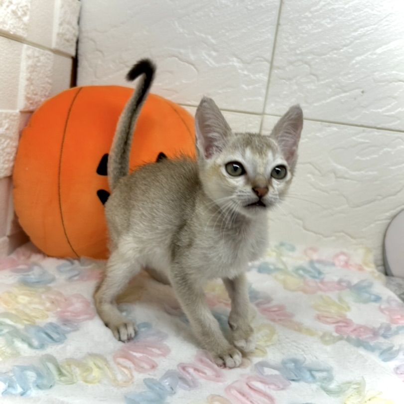 兵庫県のシンガプーラ (犬の家＆猫の里ゆめタウン姫路店/2025年8月6日生まれ/男の子/セピアアグーティ)の子猫の4枚目の画像