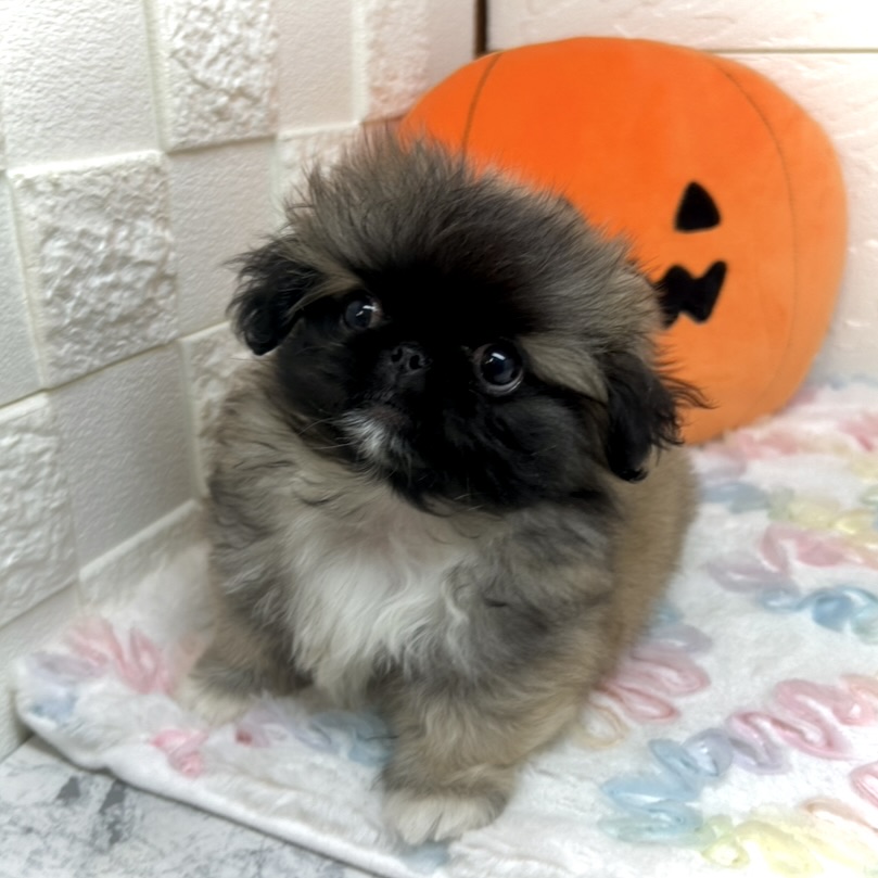 兵庫県のペキニーズ (犬の家＆猫の里ゆめタウン姫路店/2025年8月10日生まれ/女の子/フォーンホワイト)の子犬の4枚目の画像