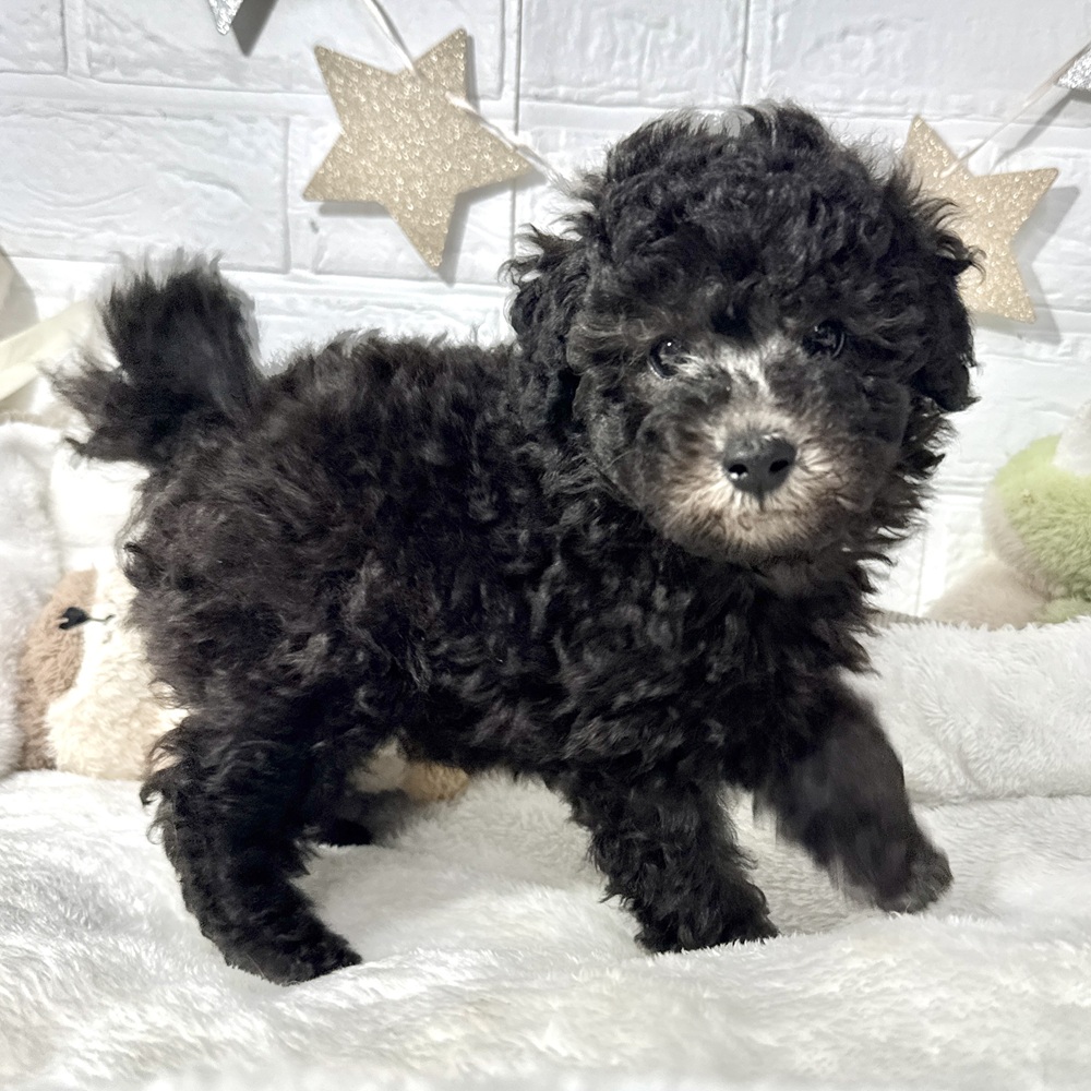 兵庫県のトイプードル(トイ) (犬の家＆猫の里ニッケパークタウン加古川店/2026年2月13日生まれ/男の子/グレー)の子犬の4枚目の画像