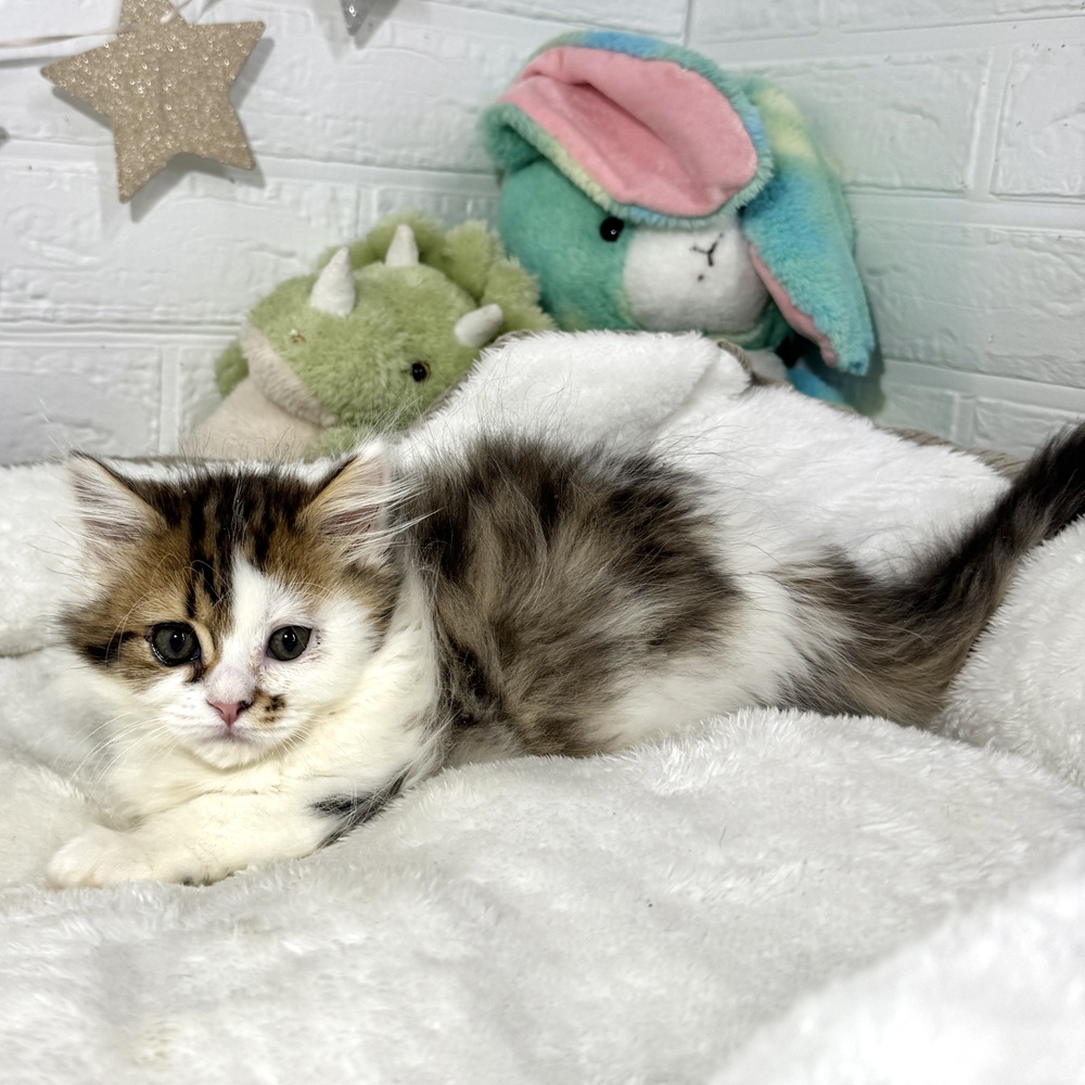 兵庫県のミヌエット (犬の家＆猫の里ニッケパークタウン加古川店/2026年2月6日生まれ/女の子/ブラウンパッチドタビーホワイト)の子猫の4枚目の画像