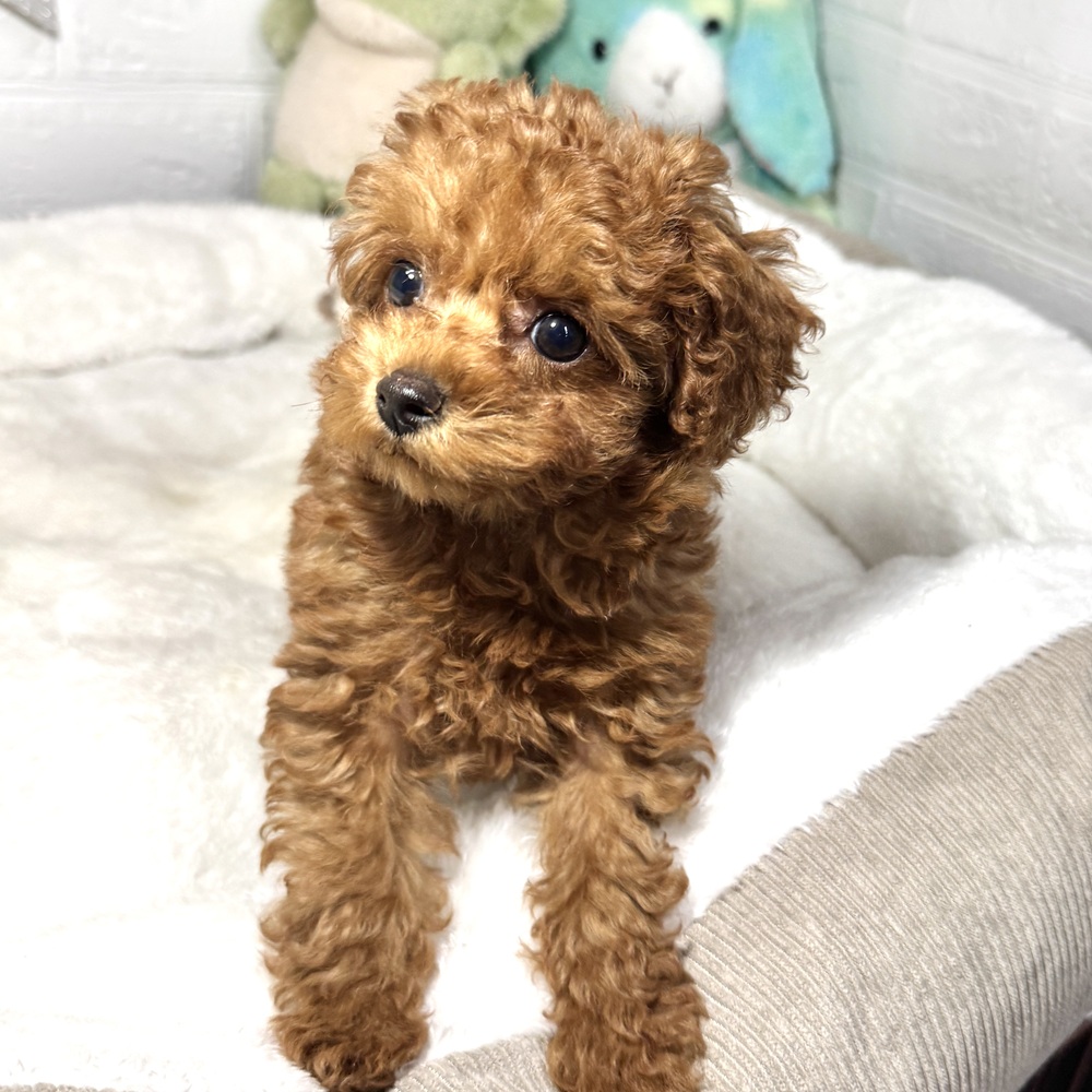 兵庫県のトイプードル(トイ) (犬の家＆猫の里ニッケパークタウン加古川店/2026年2月5日生まれ/女の子/レッドフォーン)の子犬の4枚目の画像