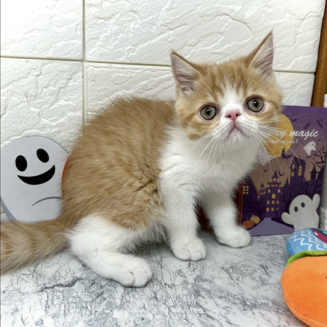 兵庫県のエキゾチック (犬の家＆猫の里ゆめタウン姫路店/2025年8月14日生まれ/男の子/レッドタビーホワイト)の子猫の4枚目の画像