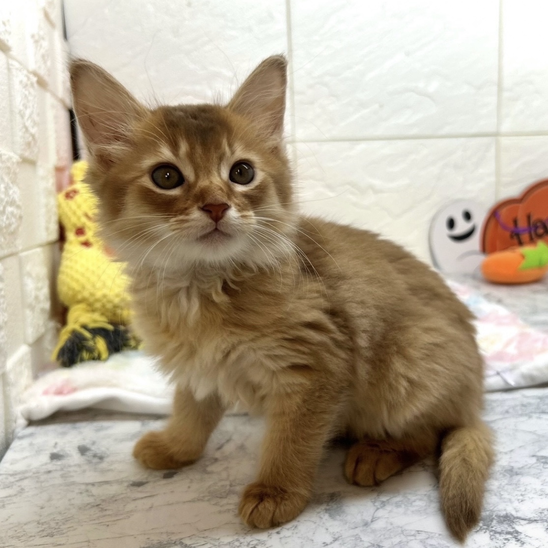 兵庫県のソマリ (犬の家＆猫の里ゆめタウン姫路店/2025年8月13日生まれ/男の子/レッド)の子猫の4枚目の画像