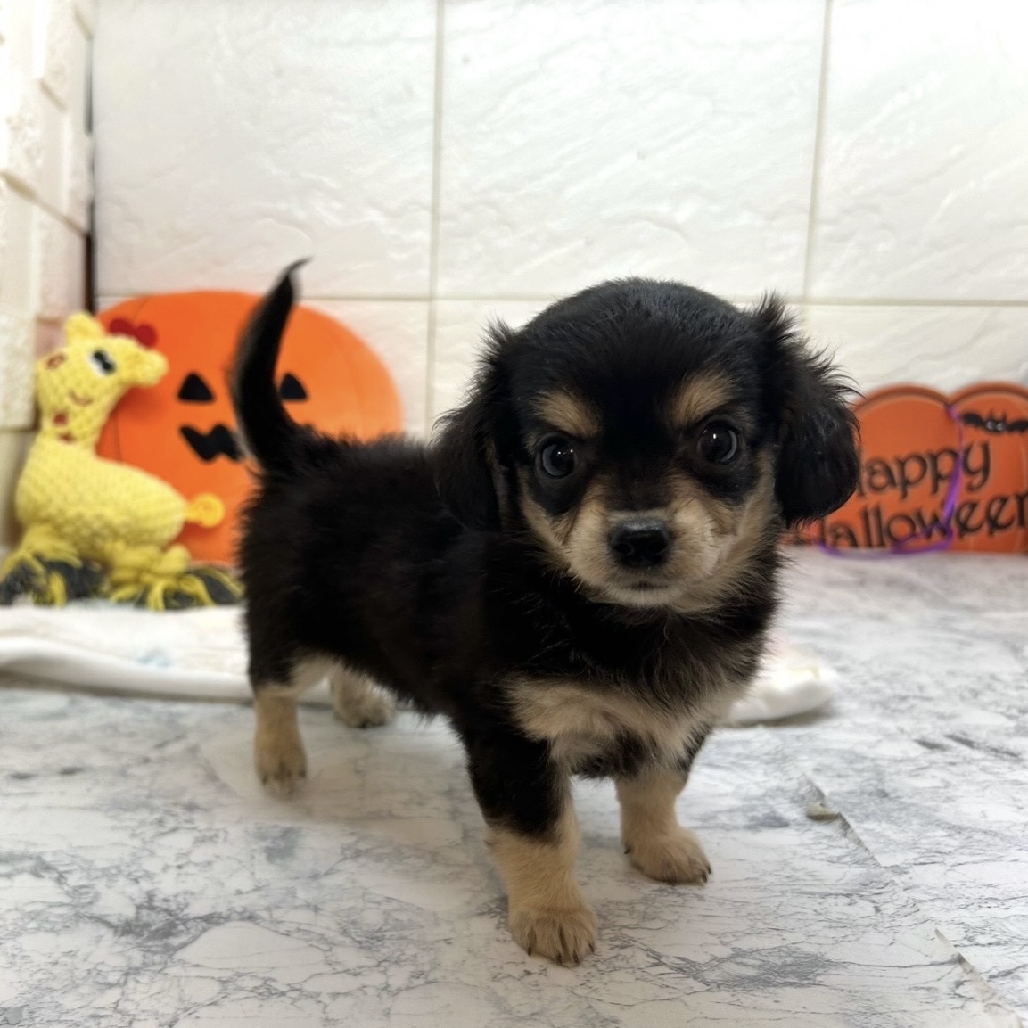 兵庫県のチワックス(チワワ×ダックス) (犬の家＆猫の里ゆめタウン姫路店/2025年8月17日生まれ/女の子/ブラッククリーム)の子犬の4枚目の画像