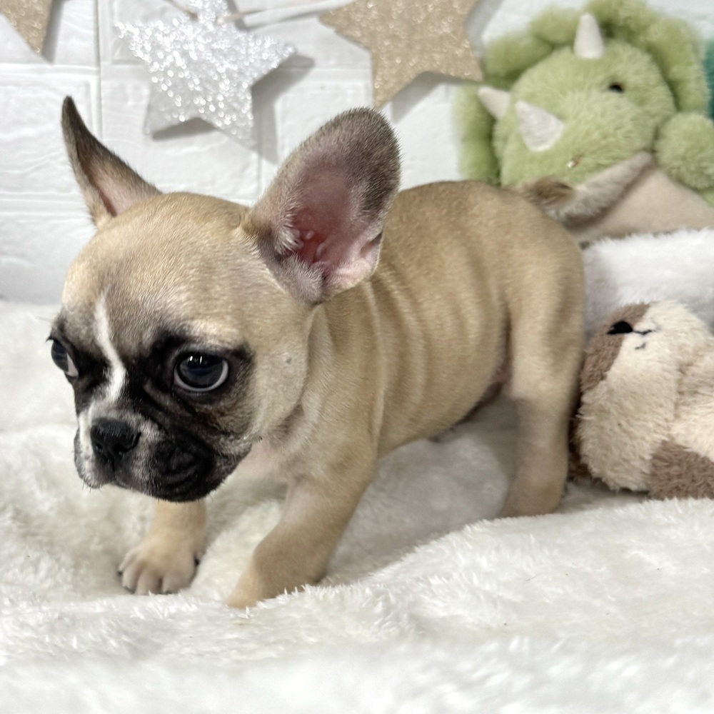 兵庫県のフレンチブルドッグ (犬の家＆猫の里ニッケパークタウン加古川店/2026年2月21日生まれ/女の子/フォーンホワイト)の子犬の4枚目の画像