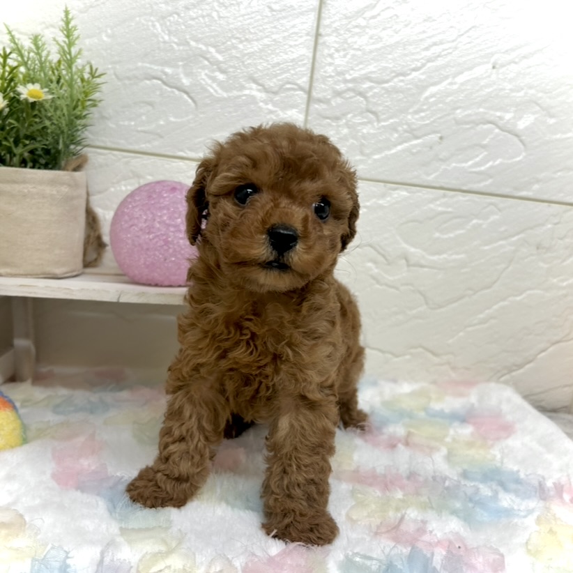 兵庫県のトイプードル(ティーカップ) (犬の家＆猫の里ゆめタウン姫路店/2025年10月8日生まれ/女の子/レッドフォーン)の子犬の4枚目の画像