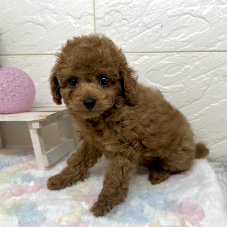 兵庫県のトイプードル(トイ) (犬の家＆猫の里ゆめタウン姫路店/2025年10月8日生まれ/男の子/レッドフォーン)の子犬の4枚目の画像