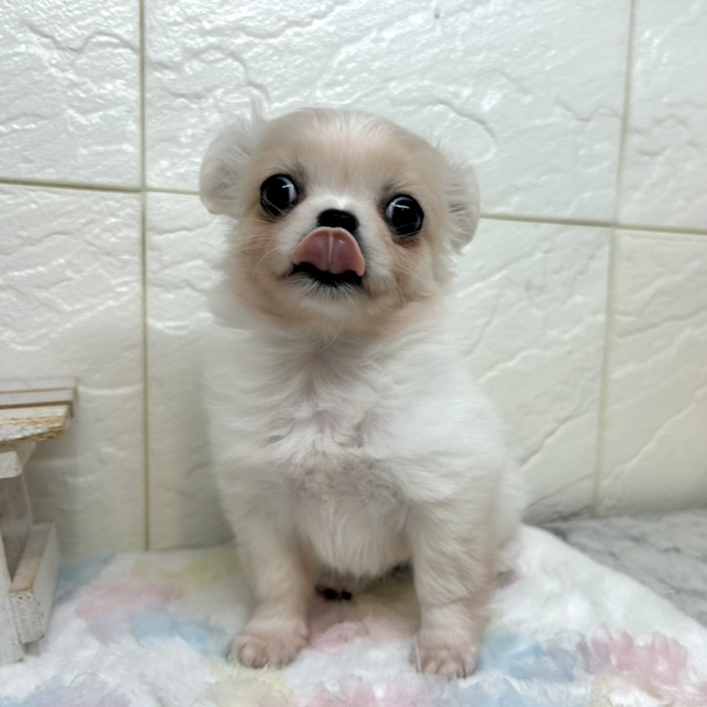 兵庫県のチワペキ/ペキチー/ペキチワ(チワワ×ペキニーズ) (犬の家＆猫の里ゆめタウン姫路店/2025年10月5日生まれ/女の子/クリームホワイト)の子犬の4枚目の画像