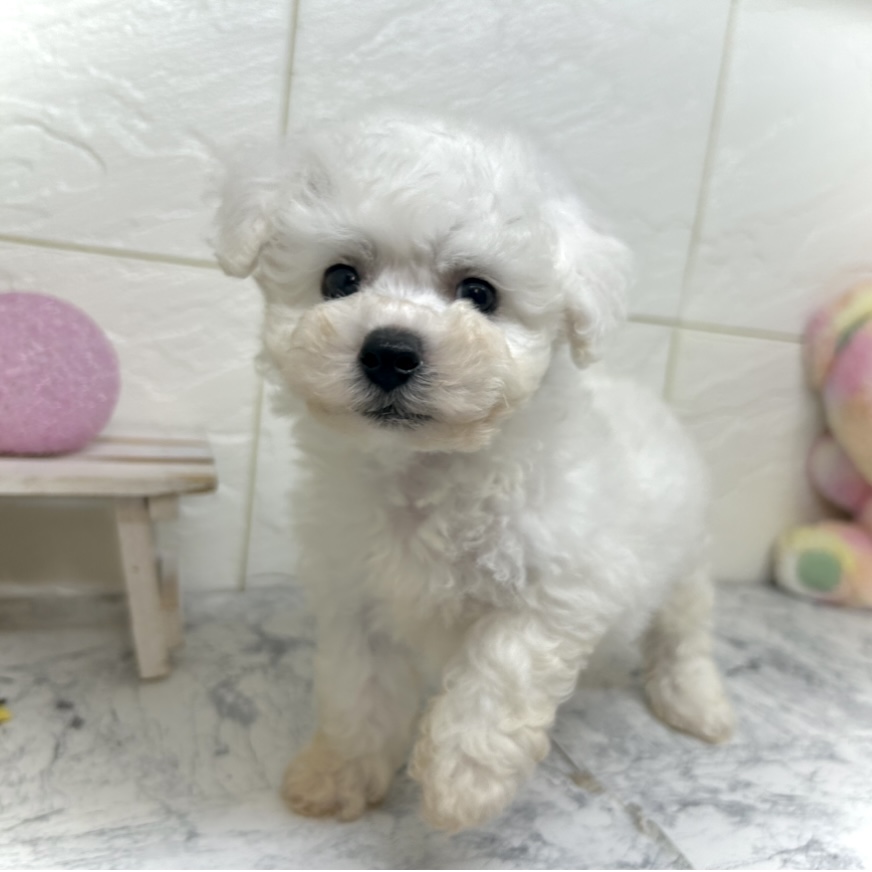 兵庫県のビションフリーゼ (犬の家＆猫の里ゆめタウン姫路店/2025年5月30日生まれ/男の子/ホワイト)の子犬の4枚目の画像