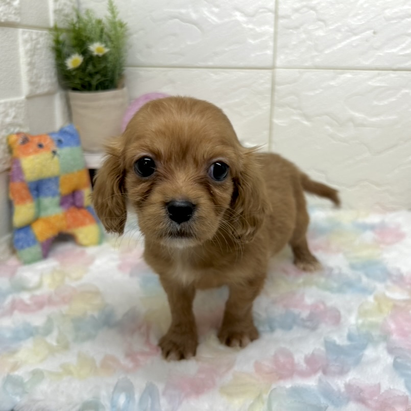 兵庫県のハーフ犬・ミックス犬 (犬の家＆猫の里ゆめタウン姫路店/2025年10月3日生まれ/女の子/レッド)の子犬の4枚目の画像