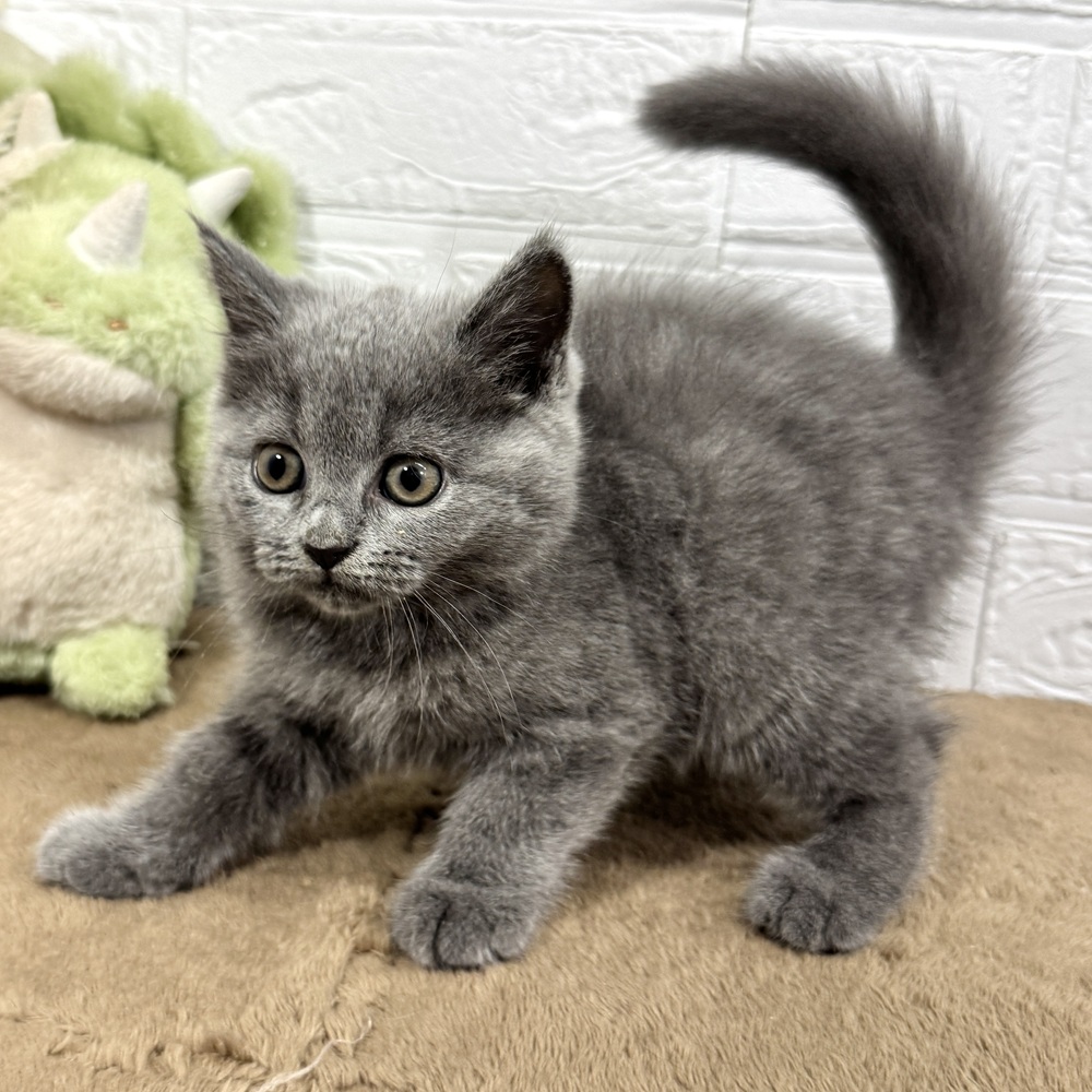 兵庫県のブリティッシュショートヘアー (犬の家＆猫の里ニッケパークタウン加古川店/2025年8月3日生まれ/女の子/ブルー)の子猫の4枚目の画像