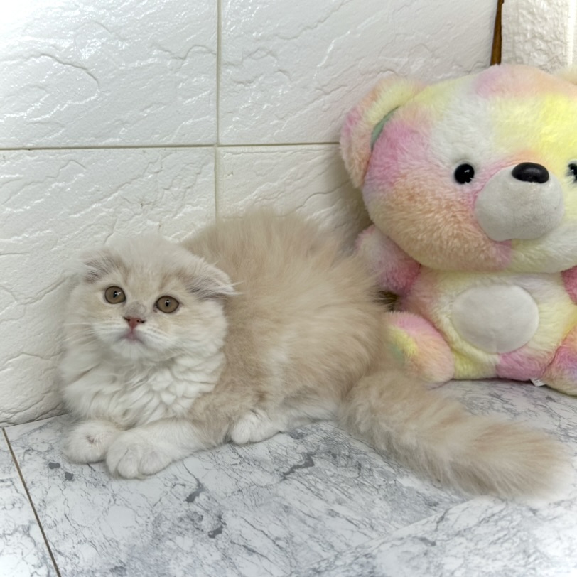 兵庫県のスコティッシュフォールド (犬の家＆猫の里ゆめタウン姫路店/2025年5月20日生まれ/女の子/クリームホワイト)の子猫の4枚目の画像