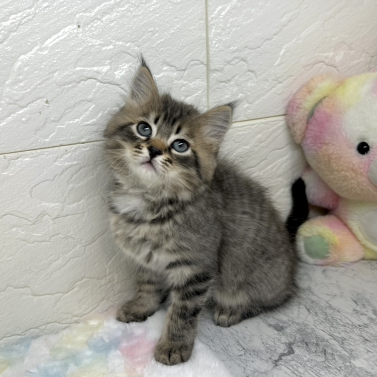 兵庫県のサイベリアン (犬の家＆猫の里ゆめタウン姫路店/2025年10月8日生まれ/男の子/ブラウンタビー)の子猫の4枚目の画像