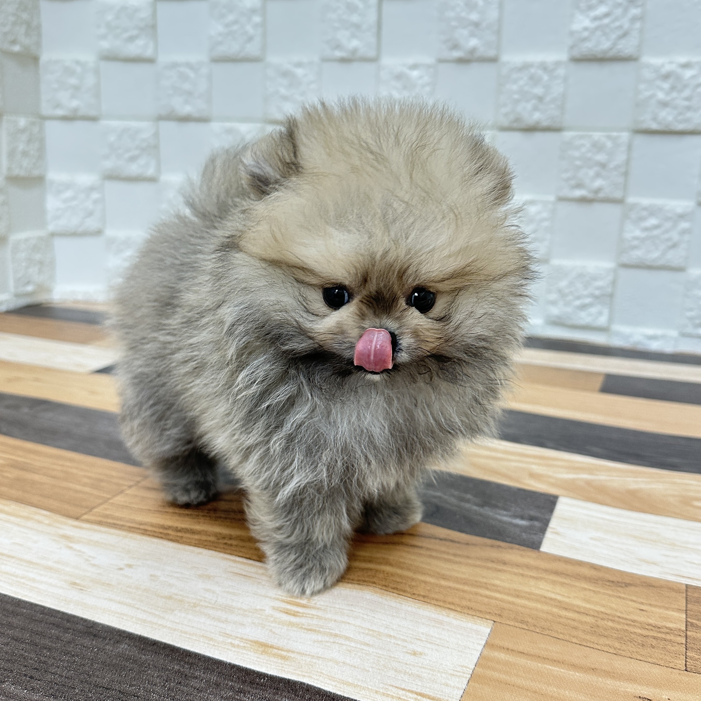 兵庫県のポメラニアン (犬の家＆猫の里尼崎店/2025年5月15日生まれ/男の子/オレンジセーブル)の子犬の4枚目の画像