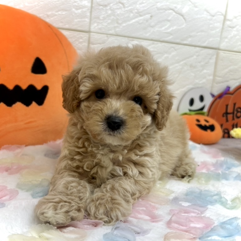 兵庫県のビションプー(ビションフリーゼ×プードル) (犬の家＆猫の里ゆめタウン姫路店/2025年8月16日生まれ/男の子/アプリコット)の子犬の4枚目の画像