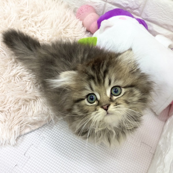 愛知県のスコティッシュフォールド (犬の家＆猫の里MEGAドン・キホーテ東海名和店/2025年6月17日生まれ/男の子/ブラウンタビー)の子猫の4枚目の画像