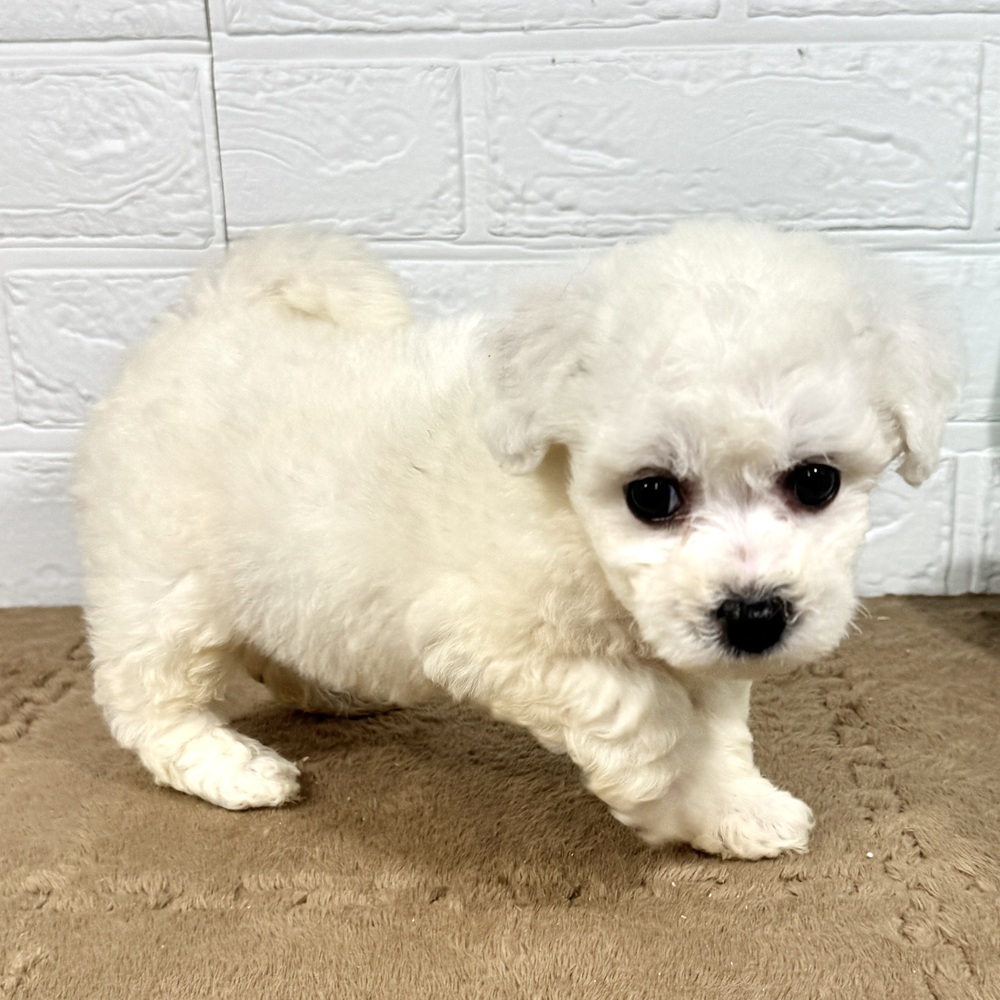 兵庫県のビションフリーゼ (犬の家＆猫の里ニッケパークタウン加古川店/2025年8月10日生まれ/女の子/ホワイト)の子犬の4枚目の画像
