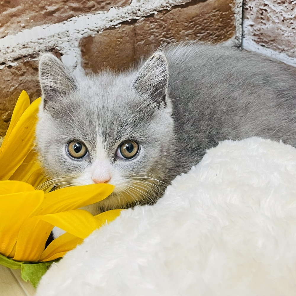 愛知県のブリティッシュショートヘアー (犬の家＆猫の里七宝店/2025年10月29日生まれ/男の子/ブルーホワイト)の子猫の4枚目の画像