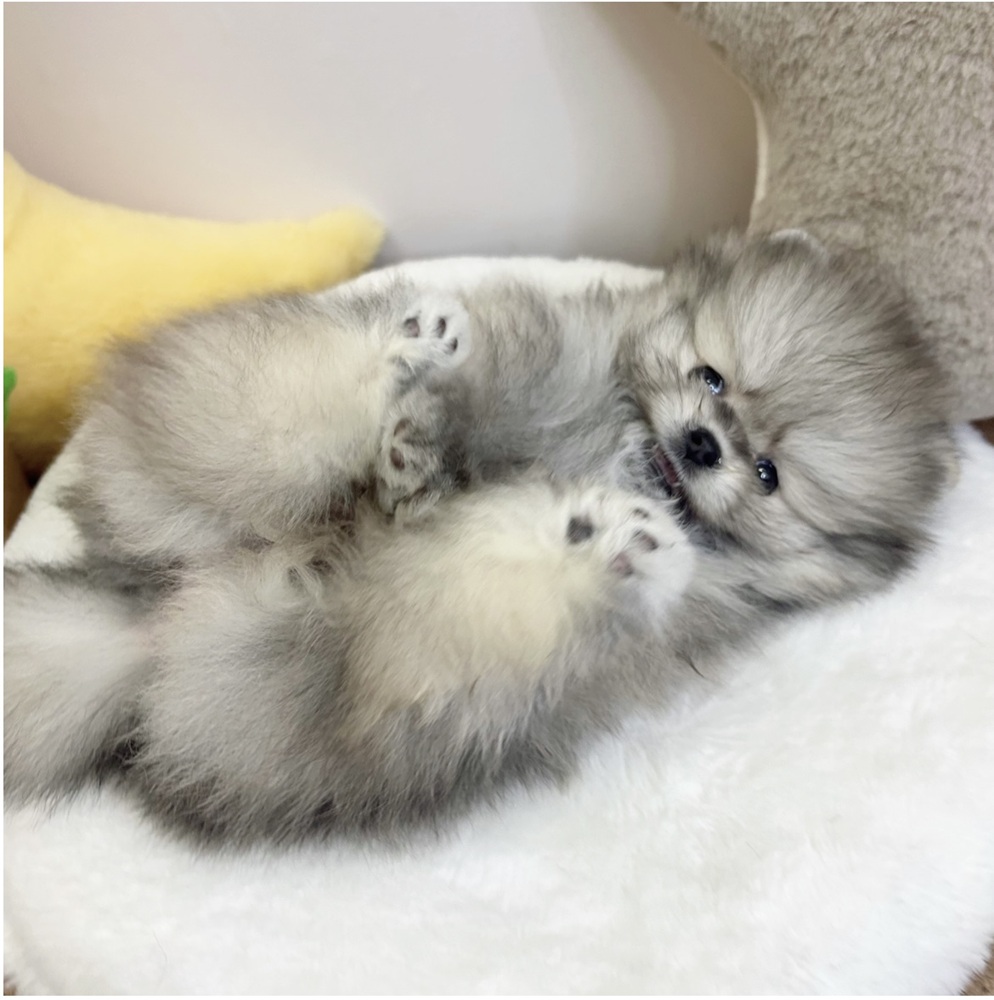 静岡県のポメラニアン (犬の家＆猫の里マークイズ静岡店/2026年2月1日生まれ/女の子/ウルフセーブル)の子犬の4枚目の画像