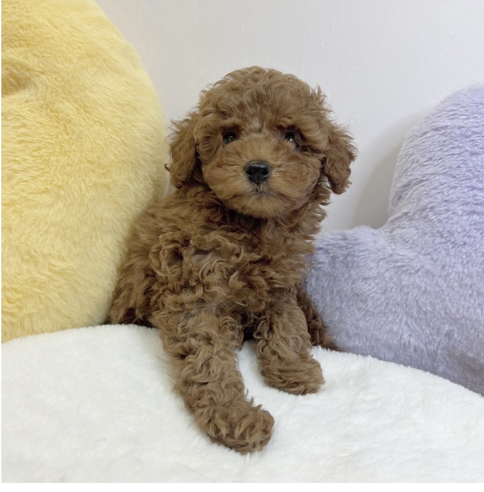 静岡県のトイプードル(トイ) (犬の家＆猫の里マークイズ静岡店/2026年2月9日生まれ/女の子/レッドフォーン)の子犬の4枚目の画像