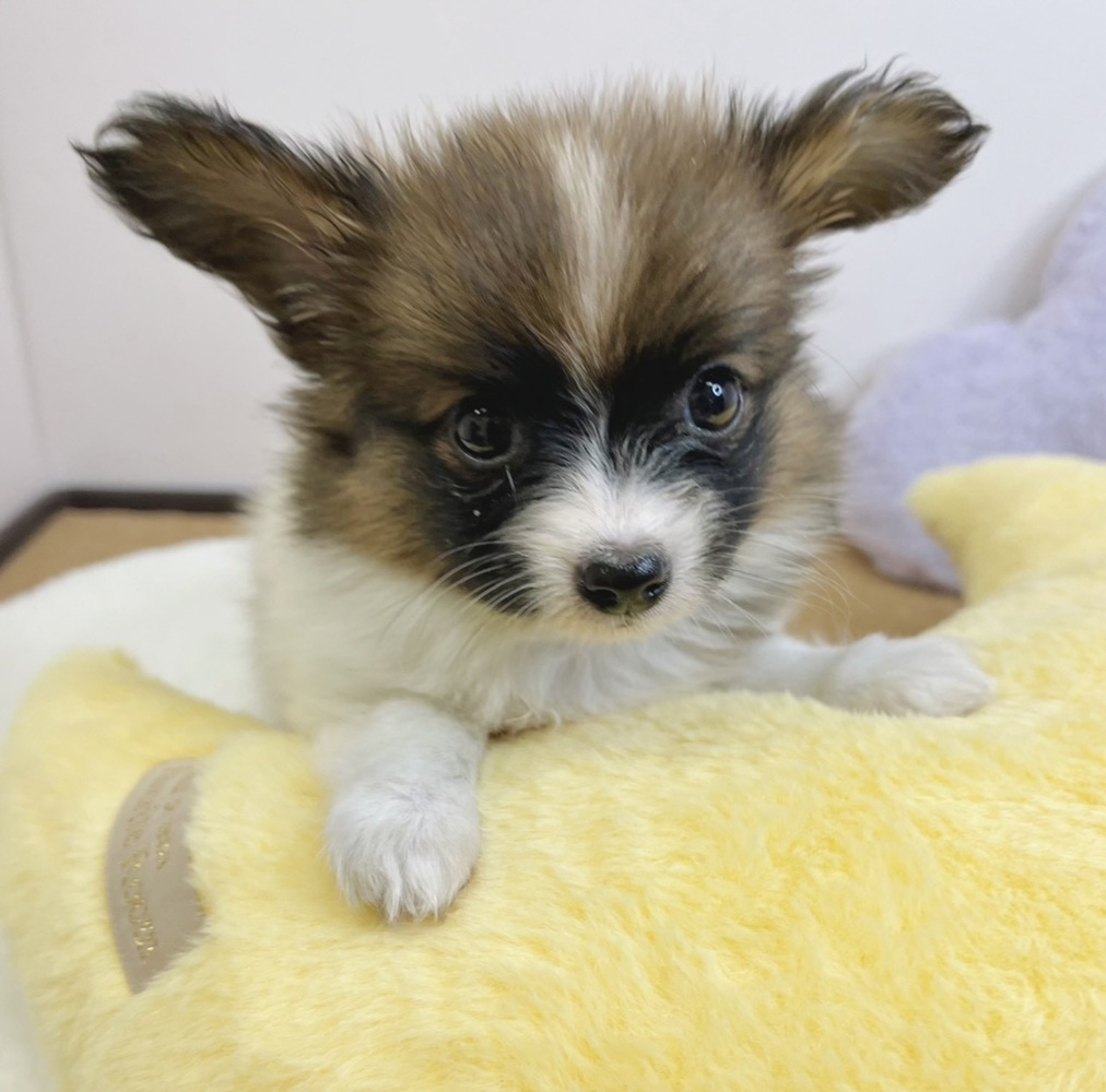 静岡県のパピヨン (犬の家＆猫の里マークイズ静岡店/2026年2月16日生まれ/女の子/ホワイトブラウン)の子犬の1枚目の画像