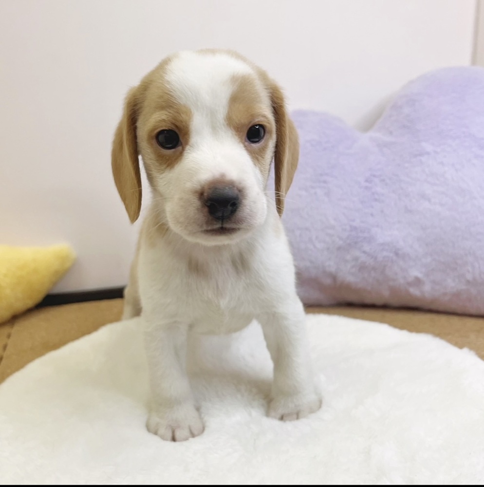 静岡県のビーグル (犬の家＆猫の里マークイズ静岡店/2026年2月16日生まれ/男の子/レモンホワイト)の子犬の4枚目の画像