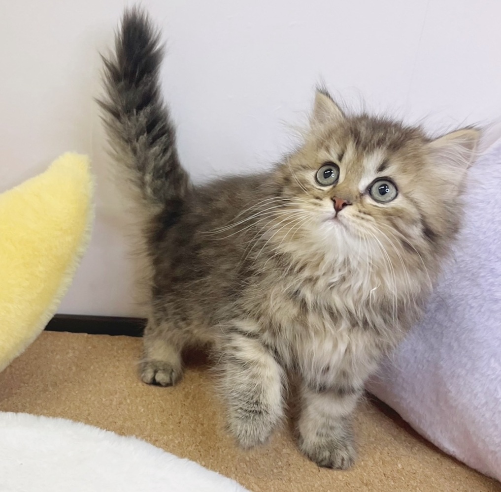 静岡県のミヌエット (犬の家＆猫の里マークイズ静岡店/2026年2月14日生まれ/男の子/ブラウンタビー)の子猫の4枚目の画像