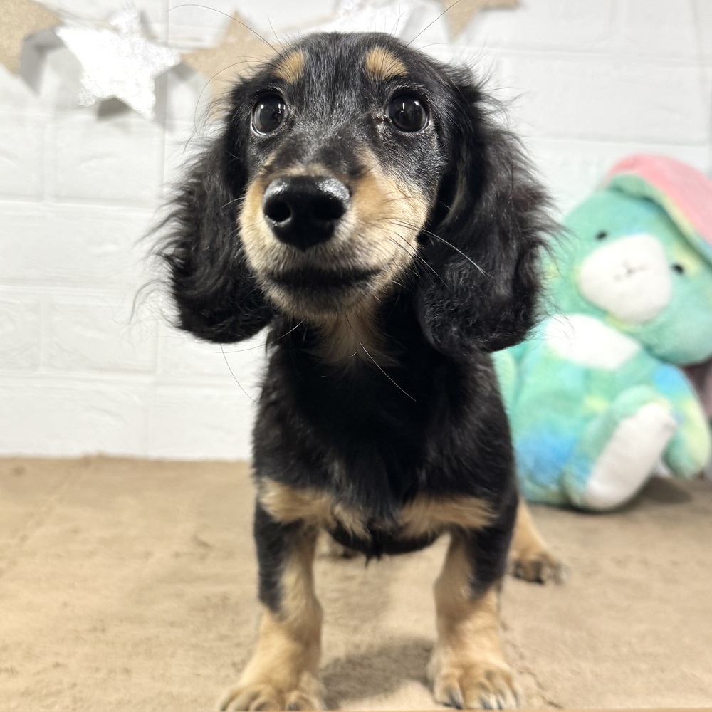 兵庫県のミニチュアダックスフンド(ロング) (犬の家＆猫の里ニッケパークタウン加古川店/2025年6月5日生まれ/男の子/ブラックタン)の子犬の4枚目の画像