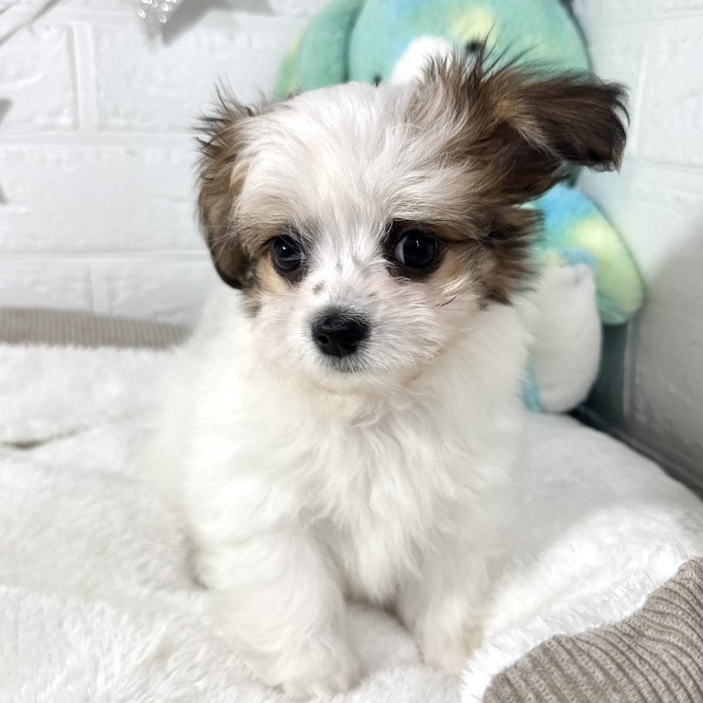兵庫県のハーフ犬・ミックス犬 (犬の家＆猫の里ニッケパークタウン加古川店/2026年3月3日生まれ/男の子/ホワイトブラウン)の子犬の4枚目の画像