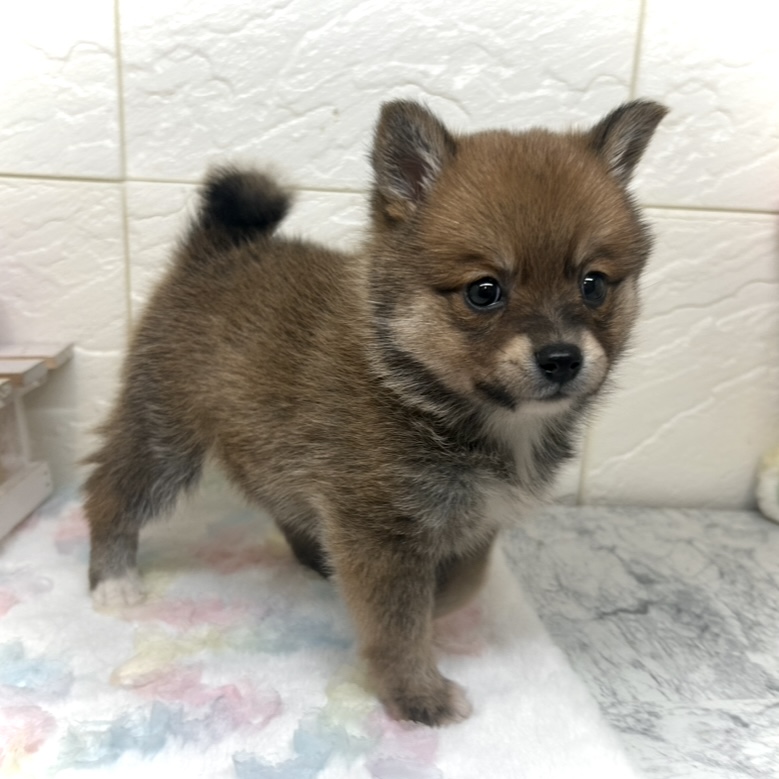 兵庫県のポメ柴/豆ポメ/ポメ豆柴(ポメラニアン×柴犬) (犬の家＆猫の里ゆめタウン姫路店/2025年10月16日生まれ/男の子/赤)の子犬の4枚目の画像