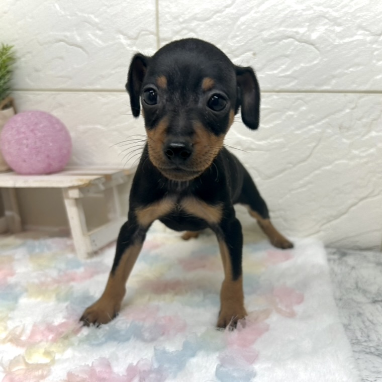 兵庫県のミニチュアピンシャー (犬の家＆猫の里ゆめタウン姫路店/2025年10月15日生まれ/男の子/ブラックタン)の子犬の4枚目の画像