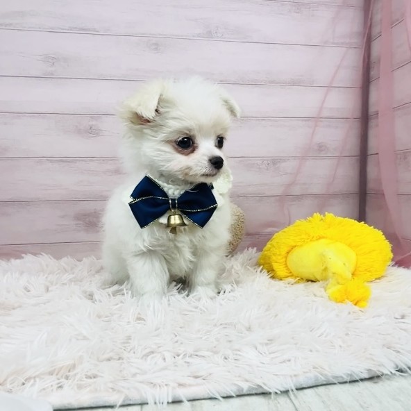 兵庫県のチワマル/マルチワ(チワワ×マルチーズ) (犬の家＆猫の里川西店/2025年10月9日生まれ/女の子/クリームホワイト)の子犬の4枚目の画像