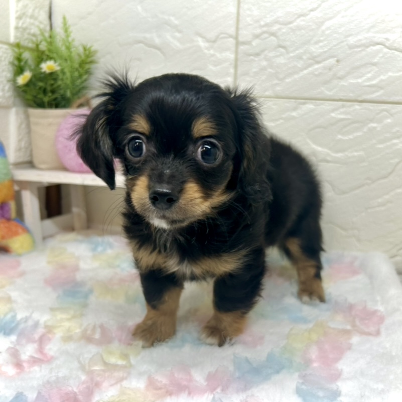 ハーフ犬男の子の写真