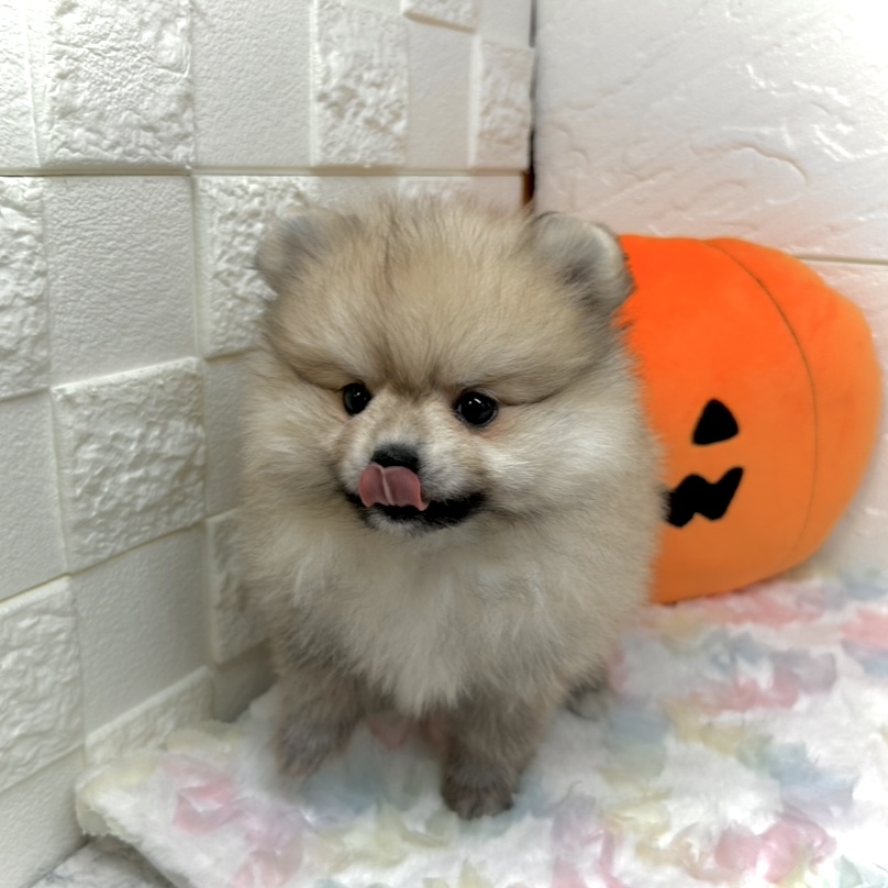 兵庫県のポメラニアン (犬の家＆猫の里ゆめタウン姫路店/2025年8月21日生まれ/女の子/ウルフセーブル)の子犬の4枚目の画像