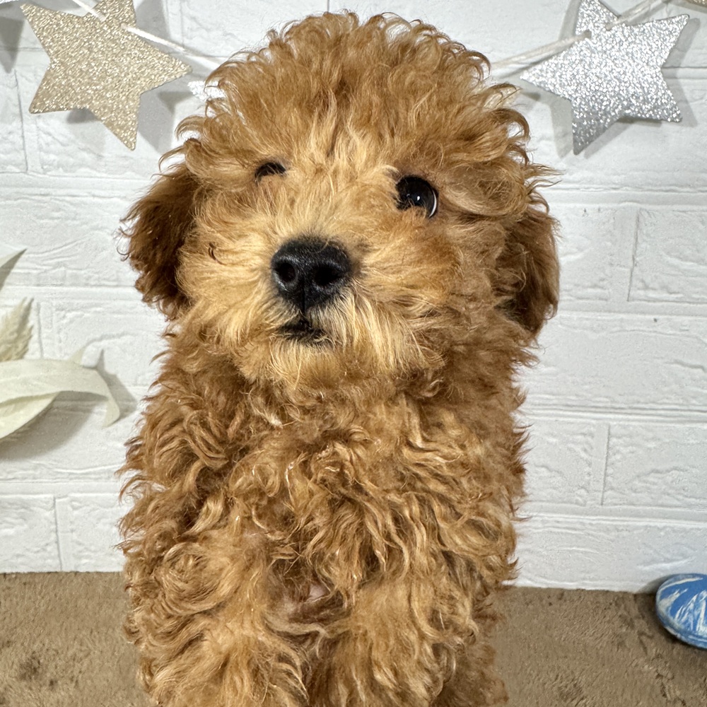 兵庫県のトイプードル(トイ) (犬の家＆猫の里ニッケパークタウン加古川店/2025年8月10日生まれ/男の子/レッドフォーン)の子犬の4枚目の画像