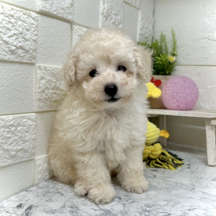 兵庫県のトイプードル(トイ) (犬の家＆猫の里ゆめタウン姫路店/2025年5月28日生まれ/男の子/ホワイト)の子犬の4枚目の画像