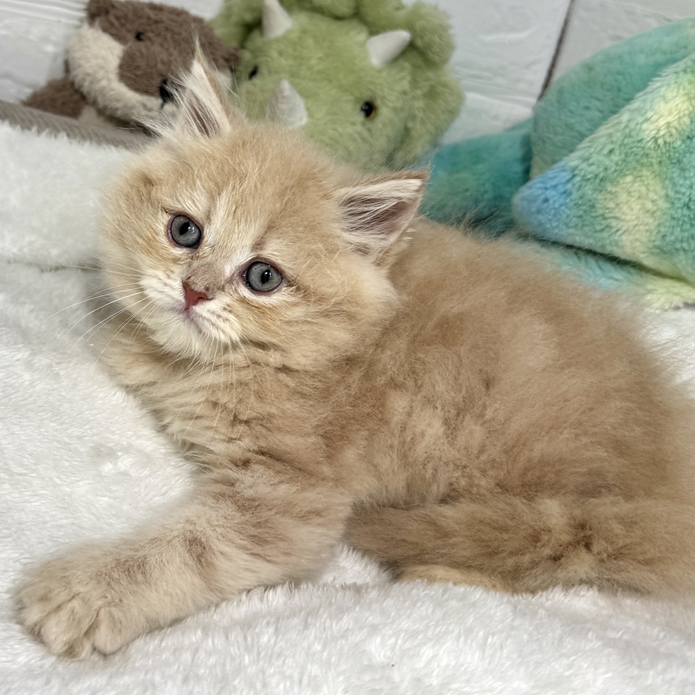 兵庫県のラガマフィン (犬の家＆猫の里ニッケパークタウン加古川店/2026年3月15日生まれ/男の子/クリームタビー)の子猫の4枚目の画像