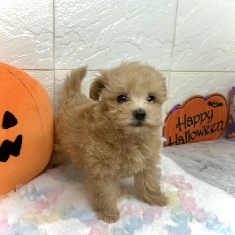 兵庫県のマルプー(マルチーズ×プードル) (犬の家＆猫の里ゆめタウン姫路店/2025年8月22日生まれ/女の子/アプリコット)の子犬の4枚目の画像