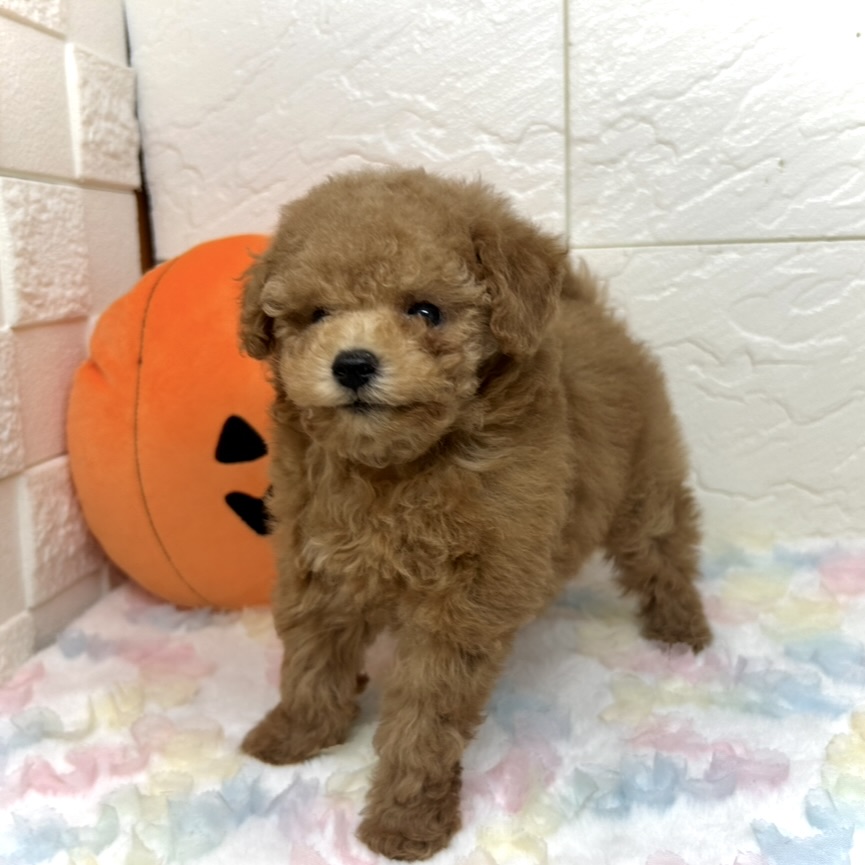 兵庫県のトイプードル(トイ) (犬の家＆猫の里ゆめタウン姫路店/2025年8月22日生まれ/女の子/レッド)の子犬の4枚目の画像