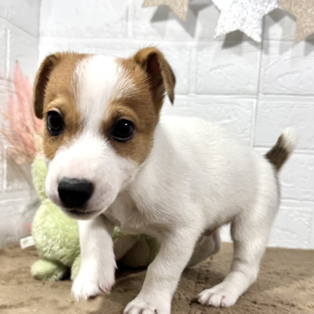 兵庫県のジャックラッセルテリア (犬の家＆猫の里ニッケパークタウン加古川店/2025年8月27日生まれ/男の子/タンホワイト)の子犬の4枚目の画像