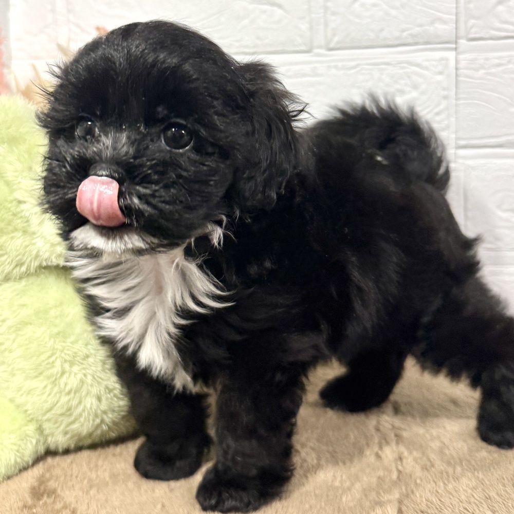 兵庫県のプーズー/プーシーズ(プードル×シーズー) (犬の家＆猫の里ニッケパークタウン加古川店/2025年8月27日生まれ/男の子/ブラック)の子犬の4枚目の画像
