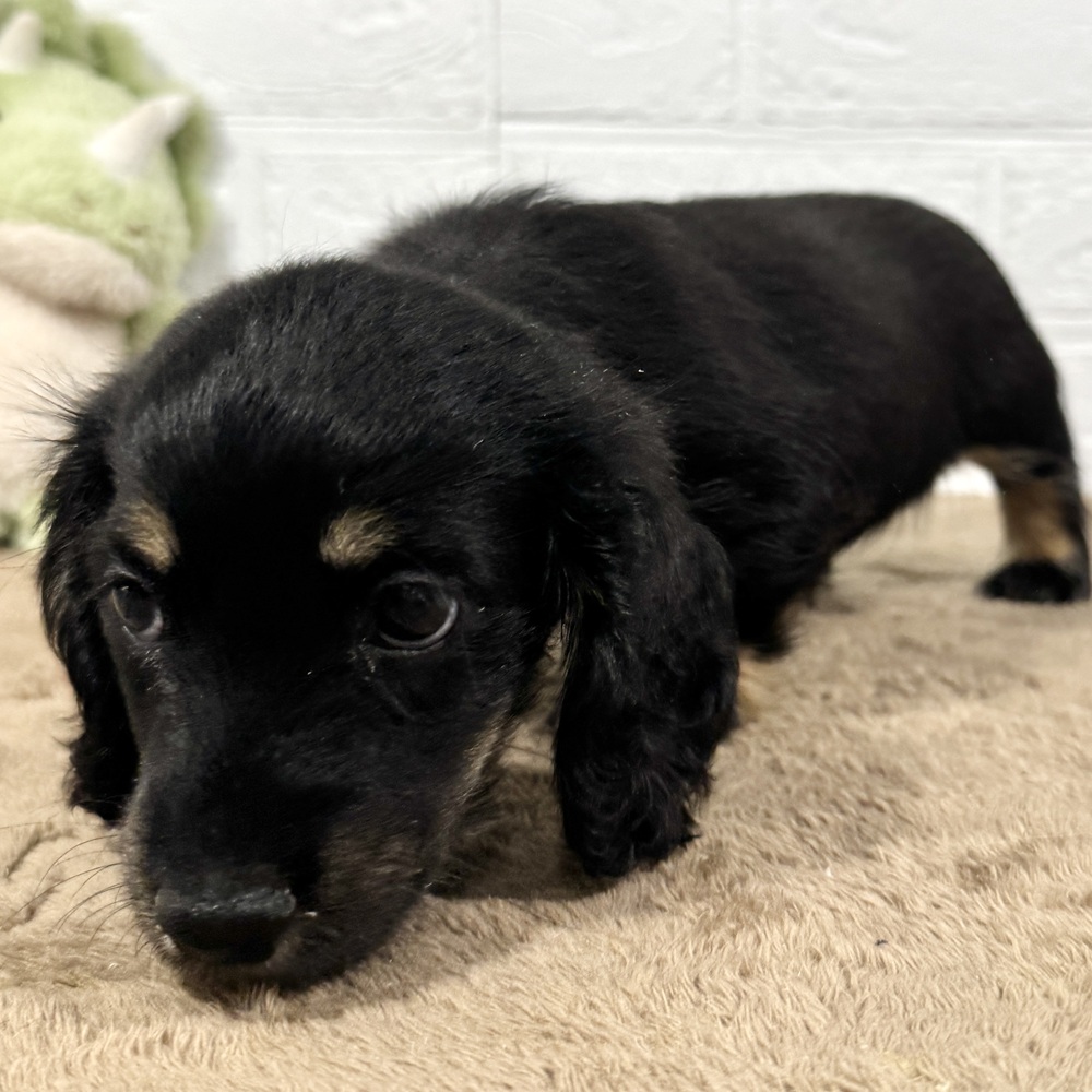 兵庫県のミニチュアダックスフンド(ロング) (犬の家＆猫の里ニッケパークタウン加古川店/2025年9月3日生まれ/男の子/ブラックイエロー)の子犬の4枚目の画像